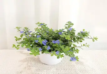 갑조네 아메리칸블루 중품 플랜테리어 블루데이지 야생화 예쁜꽃 화분, 1개